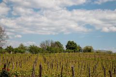 galerija-vinogradi-bazon-1