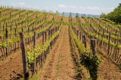 galerija-vinogradi-bazon-2
