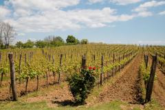 galerija-vinogradi-bazon-3