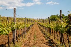 galerija-vinogradi-bazon-4